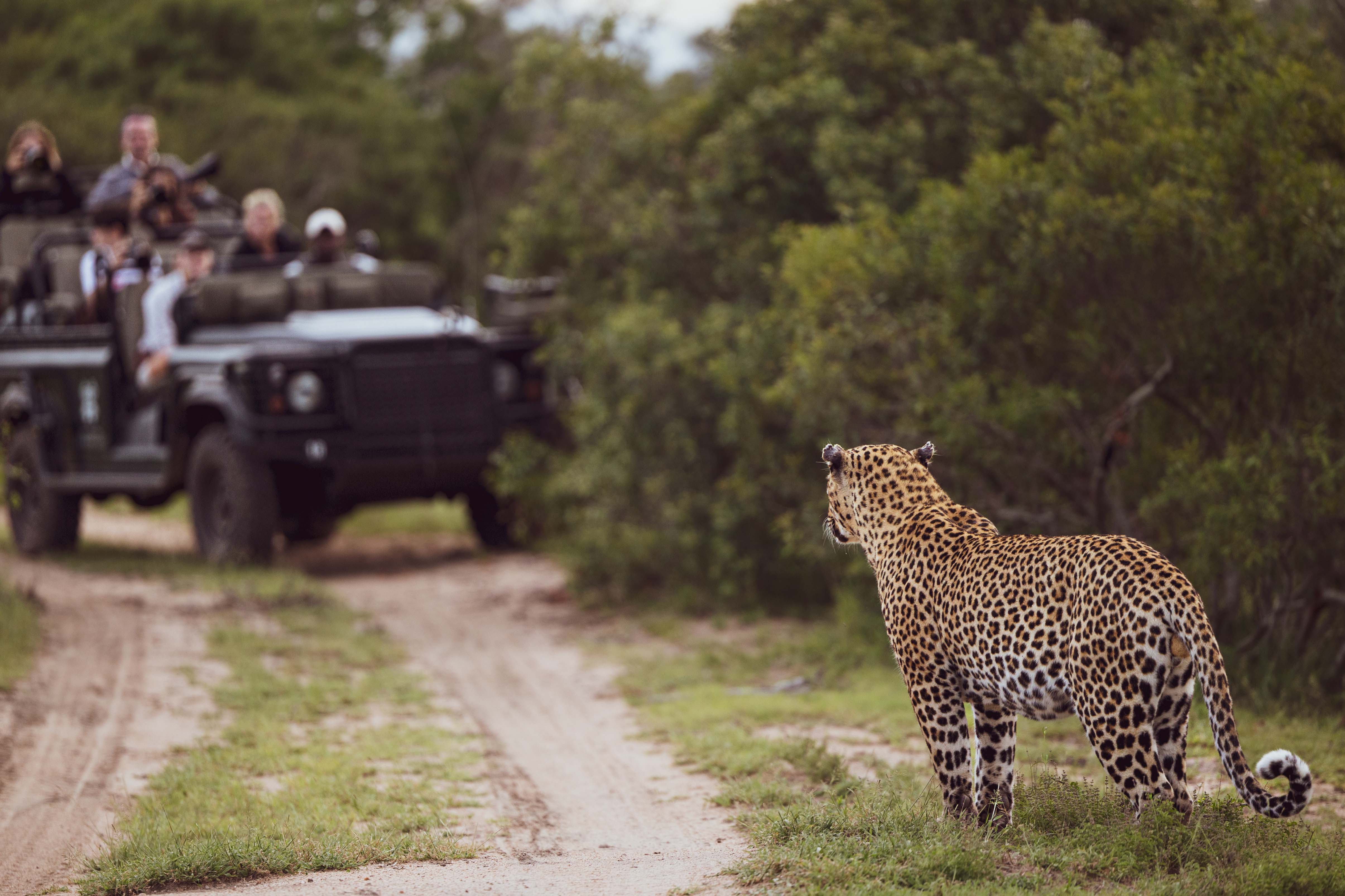 Explore Phinda Private Game Reserve on a Luxury Safari South Africa